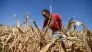 Petani Achille Crespiatico melihat kerusakan pada ladang jagungnya akibat kekeringan parah di Spino d'Adda, Italia, 11 Juli 2022. Italia dilanda kekeringan terburuk dalam 70 tahun. (Piero CRUCIATTI/AFP)