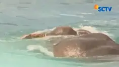 Gajah ini ditemukan sekitar 12 kilometer oleh Kapal Patroli dari tepi Pantai Kokilai.