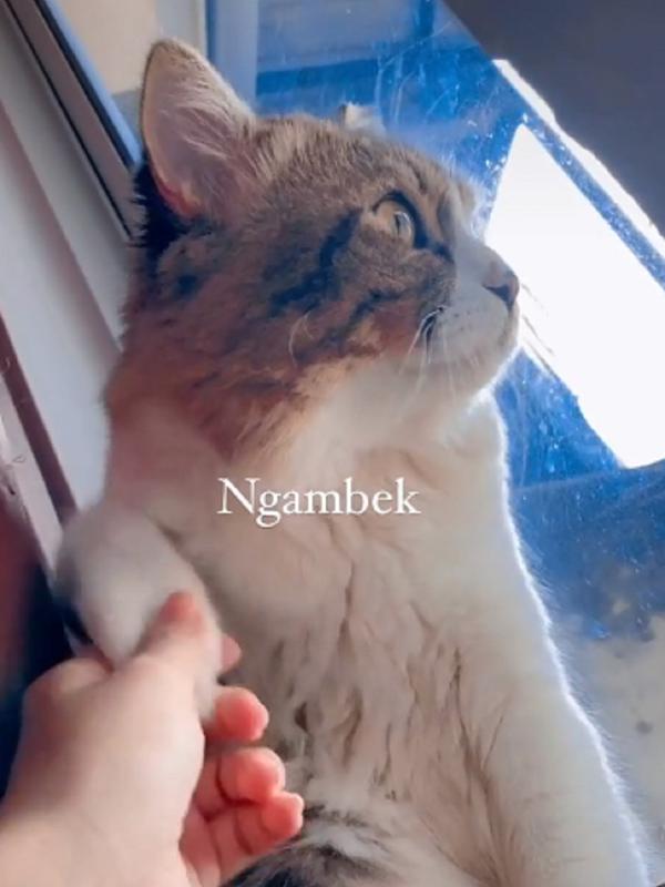 Viral Kucing Ngambek Tak Ingin Disentuh Bikin Gemas. Sumber: TikTok/@jery_____