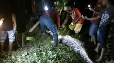 Makan Orang Ini Video Pembedahan Perut Ular Piton Di Mamuju