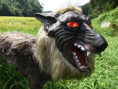 Robot Super Robot Wolf berdiri di sebuah sawah saat diperkenalkan di Kisarazu, prefektur Chiba, Jepang, 25 Agustus 2017. Robot selayaknya seekor serigala itu akan digunakan untuk mengusir hewan liar perusak tanaman. (Toru YAMANAKA/AFP)