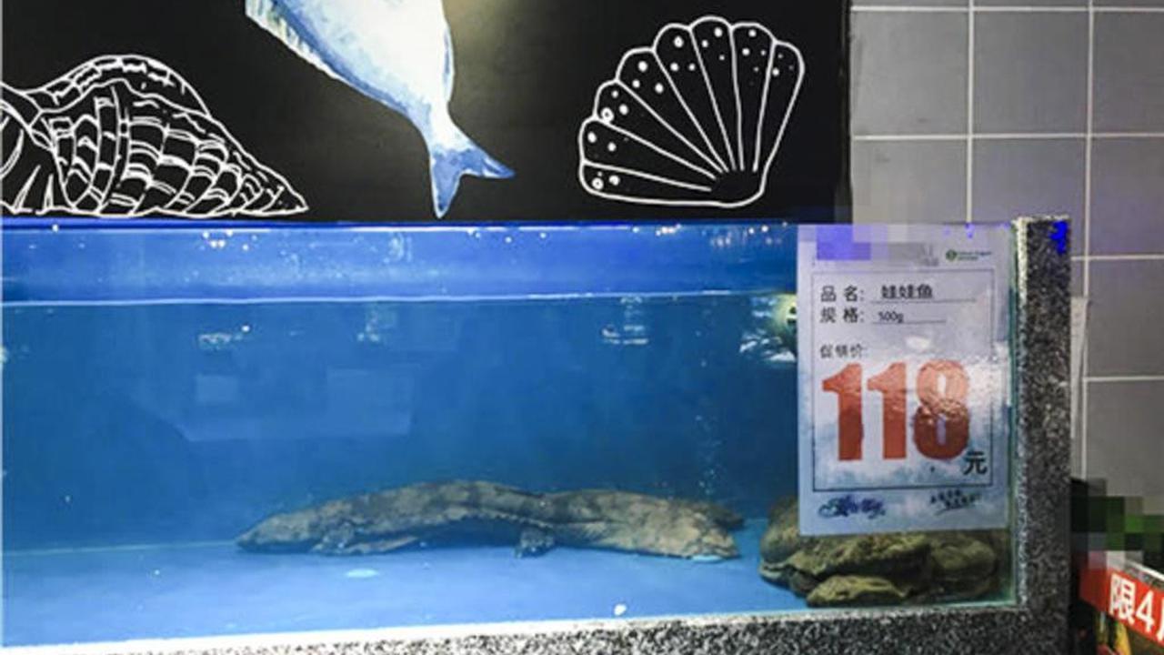 Salamander raksasa, yang diketahui terancam punah, dijual bebas di sebuah supermarket di China (AFP/South China Morning Post)