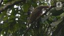 Satwa Kukang Jawa (Nycticebus javaicus) saat dilepasliarkan di kawasan Taman Nasional Halimun Salak, Jawa Barat, Sabtu (6/11/2021). Yayasan Inisiasi Alam Rehabilitasi Indonesia (YIARI) bersama TNGHS melepasliarkan 10 ekor Kukang Jawa ke habitat asalnya. (merdeka.com/Imam Buhori)