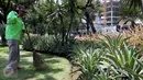 Ibu Tuti saat menyapu taman di depan kantor Balai Kota, Jakarta, (24/3). Petugas harian lepas ini sempat memarahi pendemo yang menginjak-injak rumput saat aksi demo supir taksi di Jalan Merdeka Selatan beberapa waktu lalu. (Liputan6.com/Yoppy Renato)