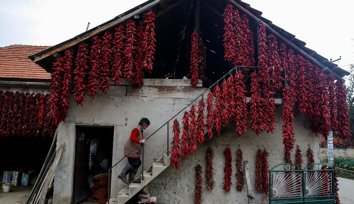 Warga menaiki tangga yang tembok rumahnya penuh dengan gantungan paprika merah untuk dikeringkan, di Desa Donja Lakosnica, Serbia, 6 Oktober 2016. Saat musim panen, warga menjemur paprika di dinding hingga atap rumah. (REUTERS/Marko Djurica)