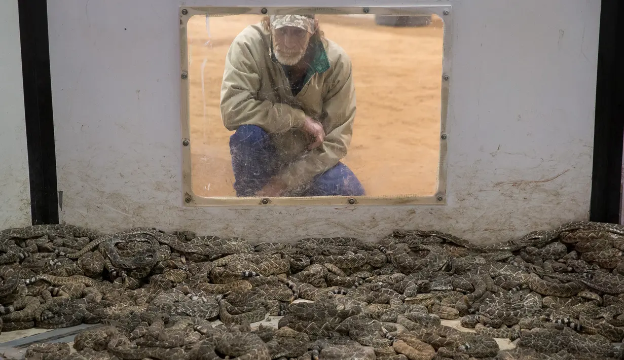 John Ruthart mengintip ke kandang ular derik saat berlangsungnya kompetisi Roundup Sweetwater Rattlesnake di Texas, Amerika Serikat, Sabtu (10/3). Kompetisi ini diklaim bisa menurunkan populasi ular berbisa yang semakin banyak. (Loren Elliott/AFP)