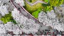 Setelah melewati musim dingin, musim semi akhirnya tiba di China. (STR/AFP)