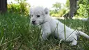 Seekor bayi singa putih bermain di taman margasatwa Wild World Jinan, Jinan, Provinsi Shandong, China, Minggu (14/6/2020). Wild World Jinan merayakan satu bulan kelahiran tiga bayi singa putih mereka pada 14 Juni 2020. (Xinhua/Wang Kai)