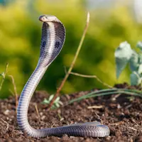 Ilustrasi/Copyright shutterstock/Priyank Dhami