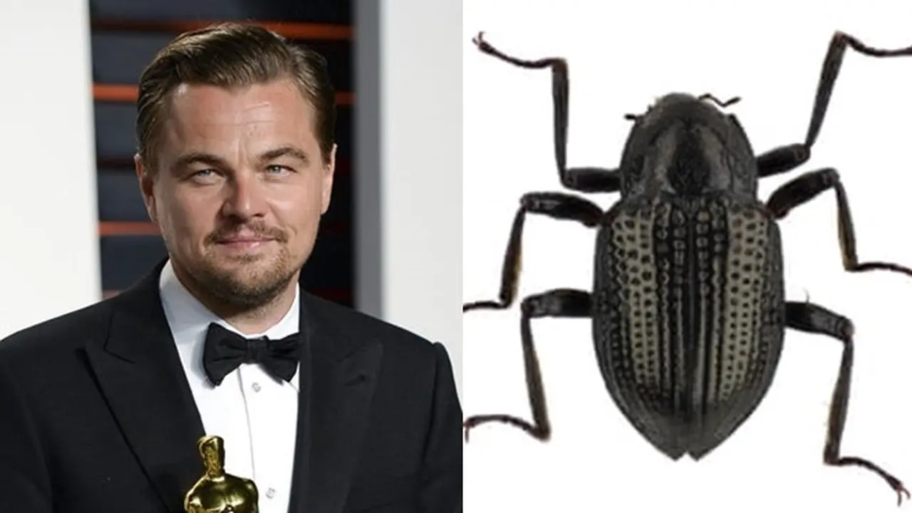 Nama Latin Makhluk Hidup Ini Mirip Artis Hollywood
