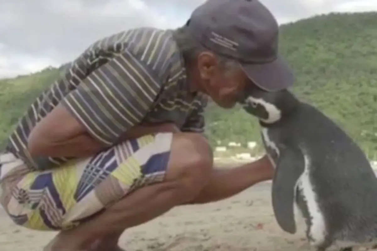 Tiap Tahun, Penguin Ini Lalui 8.000 Km untuk Temui Penyelamatnya