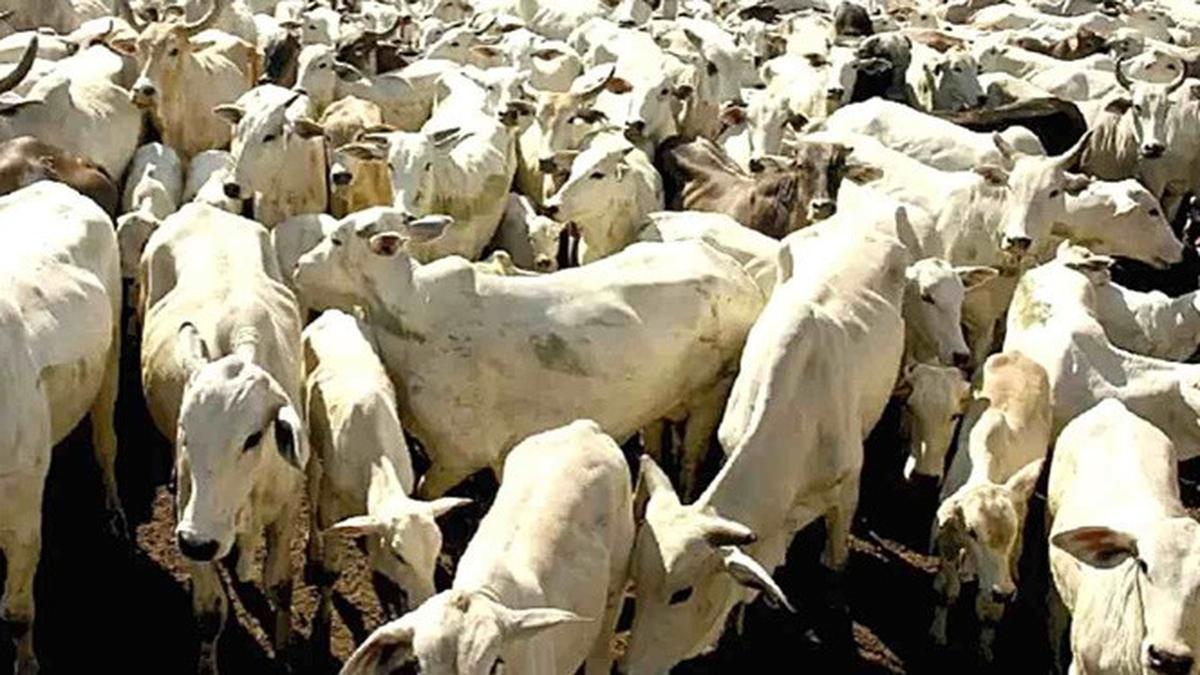 Uji Ketajaman Mata, Temukan Harimau di Antara Sapi dalam Ilusi Optik Ini