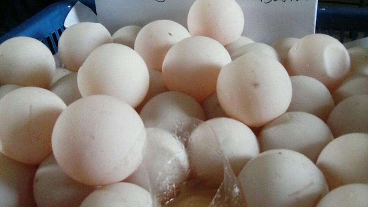 Jual Ratusan Telur Penyu Ilegal, Pedagang Sayur Dibebaskan