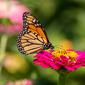 Kupu-kupu cantik. (Shutterstock)