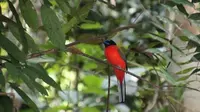 Salah satu jenis burung yang terdapat di Hutan Harapan. (Liputan6.com/Dok. Hutan Harapan/Gresi Plasmanto)