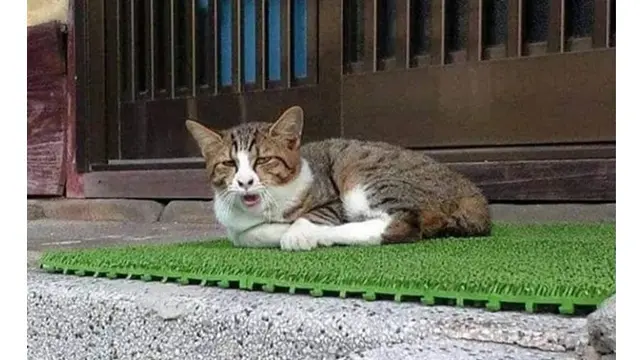6 Ekspresi Kucing Menguap Ngantuk Ini Bikin Gemas Lihatnya