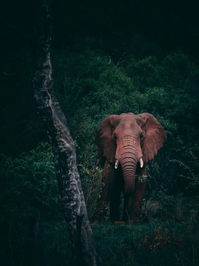 [Fimela] Gajah