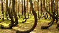 Sejumlah pohon seakan terpelintir di Hoia Baciu, hutan angker di Rumania ( HoiaBaciuForest.com)