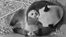 Tangkapan layar dari video yang disediakan Kebun Binatang Ouwehands menunjukkan anak panda raksasa Fan Xing bersama induknya Wu Wen di Kebun Binatang Ouwehands, Rhenen, Belanda, Juli 2020. Anak panda raksasa yang lahir pada 1 Mei di Kebun Binatang Ouwehands Belanda itu dinamai Fan Xing. (Xinhua)