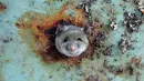 Seekor tikus saat terjebak di sebuah lubang bagian bawah tong sampah di Brooklyn, New York, Amerika Serikat, (18/10). Tikus tersebut terlihat kesusahan melepaskan diri dari lubang tong sampah. (REUTERS/Lucas Jackson)