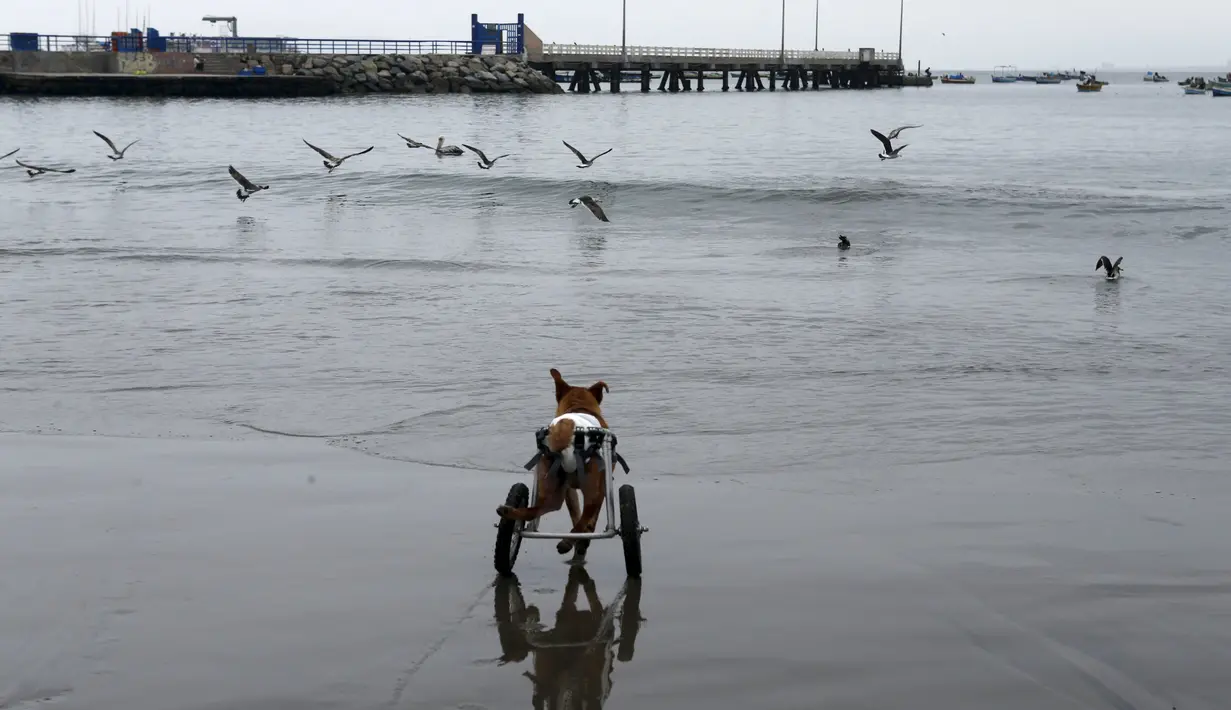 Pelusa, anjing lumpuh di atas kursi roda berjalan melintasi burung camar di Pescadores pantai Chorrillos, Lima, (7/9/2015). Sara Moran memiliki tempat penampungan untuk anjing liar dan terluka akibat kecelakaan di Milagros Perrunos.( REUTERS/Mariana Bazo)