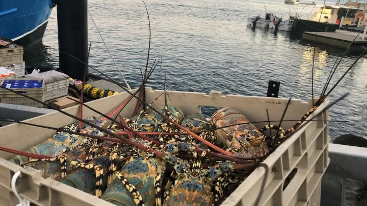Lobster dari Australia terhambat masuk ke China.