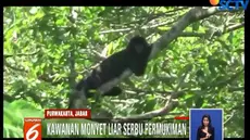 Setiap hari, setidaknya dua jenis kawanan monyet liar turun gunung yakni monyet ekor panjang dan lutung.