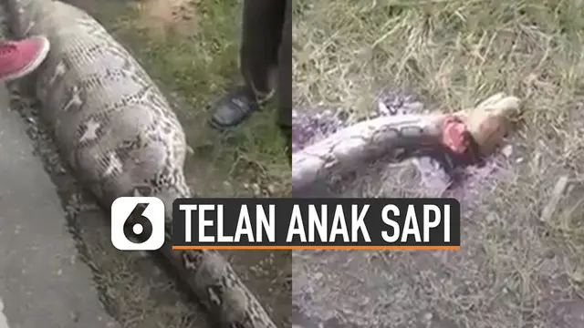 Warga digegerkan dengan ditemukannya ular piton menelan anak sapi.