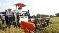 Menteri Pertanian Syahrul Yasin Limpo melakukan kunjungan kerja dalam rangka panen padi di Desa  Karang Tumaritis, Kecamatan Haurgeulis, Kabupaten Indramayu. (Dok Kementan)