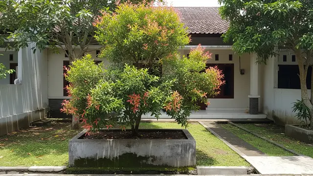 Ide Pohon Kecil yang Rimbun Tapi Akar Tetap Aman untuk Rumah Model Pohon Pucuk Merah