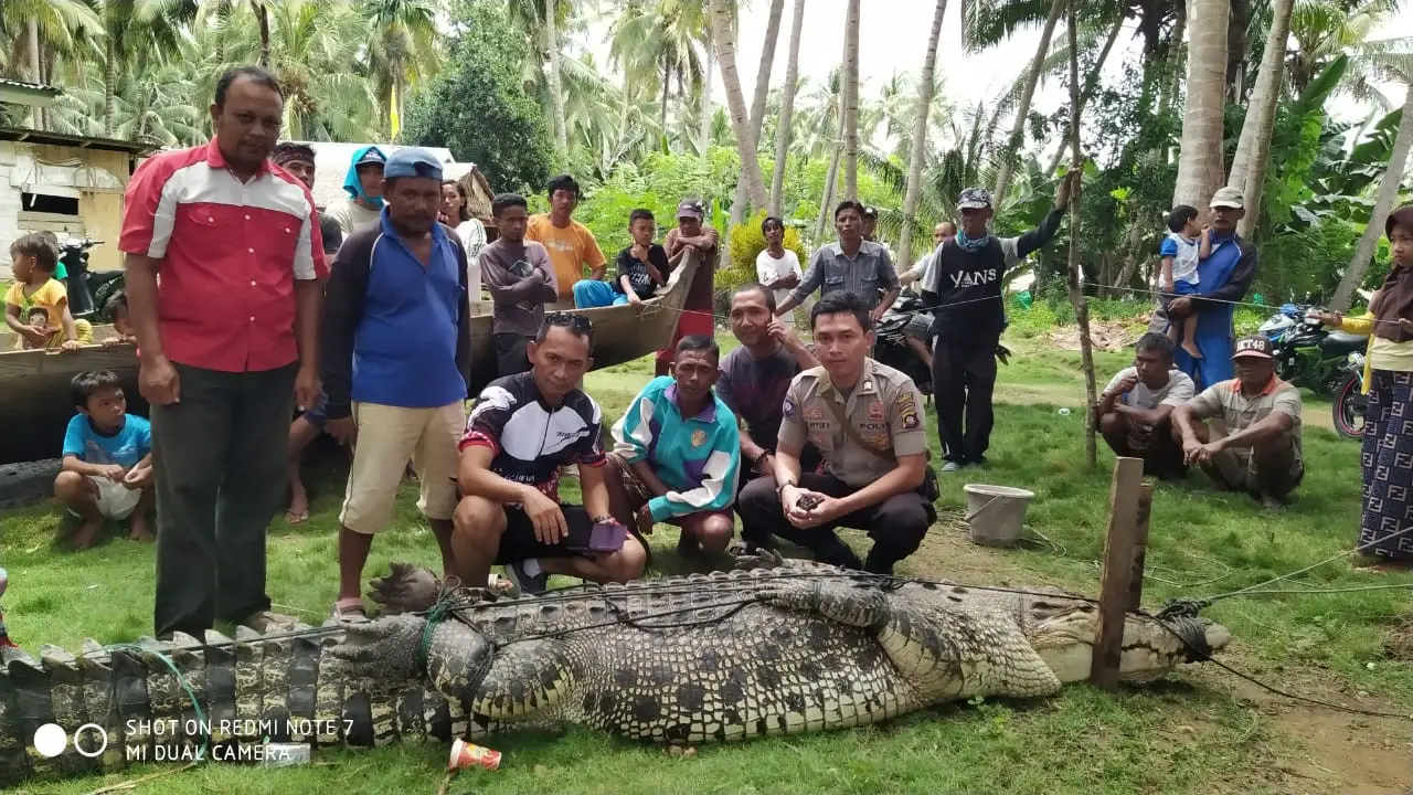 Warga Menangkap Buaya