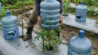 7 Cara Memanfaatkan Galon Bekas Jadi Pelindung Tanaman dari Hujan, Inovasi Berkebun