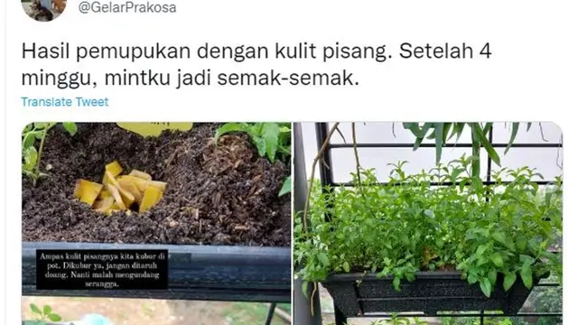 Cara Gunakan Kulit Pisang dan Limbah Dapur buat Menyuburkan Tanaman