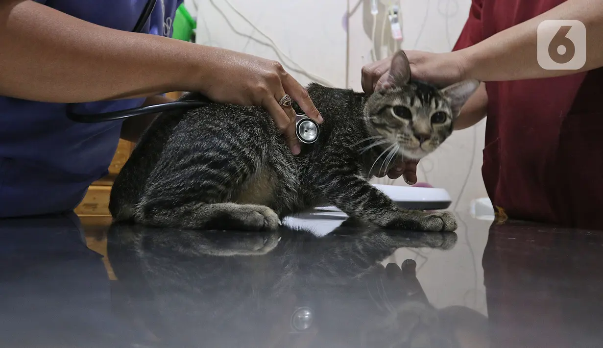 Petugas mempersiapkan operasi sterilisasi kucing di Klinik Hewan, kawasan Tebet, Senin (21/9/2020). Sudin Ketahanan Pangan, Kelautan, dan Pertanian (KPKP) Jakarta Selatan bekerjasama dengan sejumlah klinik hewan menggelar sterilisasi kucing dan vaksinasi rabies gratis. (Liputan6.cm/Herman Zakharia)