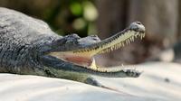 Animals from prehistoric times that are still living today. (Photo: Sharath G./Pexels)