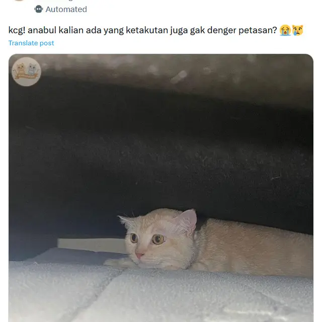 6 Potret Kucing Sembunyi Takut Dengar Kembang Api, Bikin Kasihan tapi Gemas