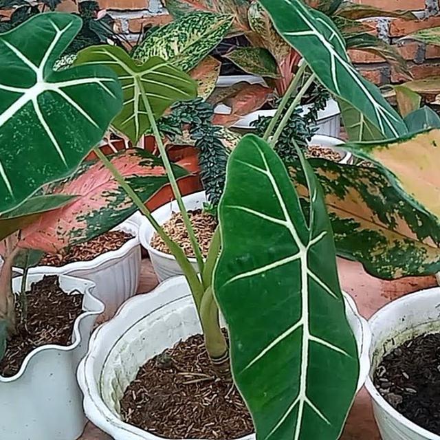 Daftar Harga Tanaman Hias Keladi Bulan Juni 2021 Terbaru