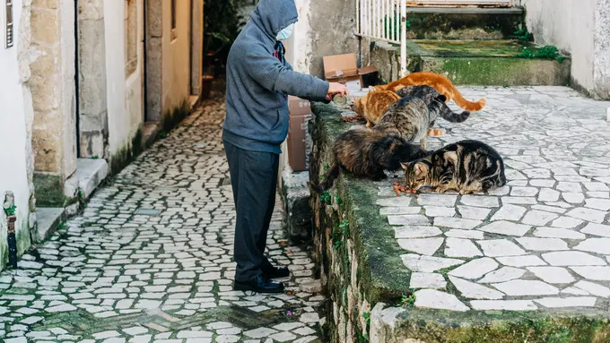 ilustrasi kucing liar stray cat memberi makan kucing