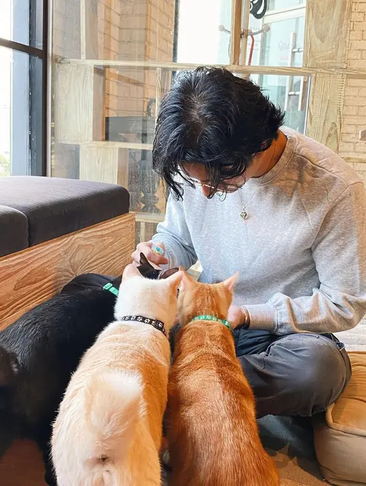 Sikap manis Bryan terhadap kucing membuat auranya juga diterima oleh binatang lucu ini. Ketiga kucing yang tampak di foto tersebut seperti berlomba meraih tangan aktor 22 tahun ini. Warganet pun ikut berkomentar bahwa ada yang ingin menjadi salah satu di antara komplotan kucing itu. (Liputan6.com/IG/@bryandomani_bd_)