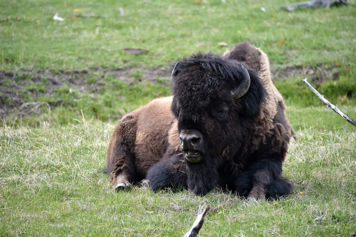 Bison