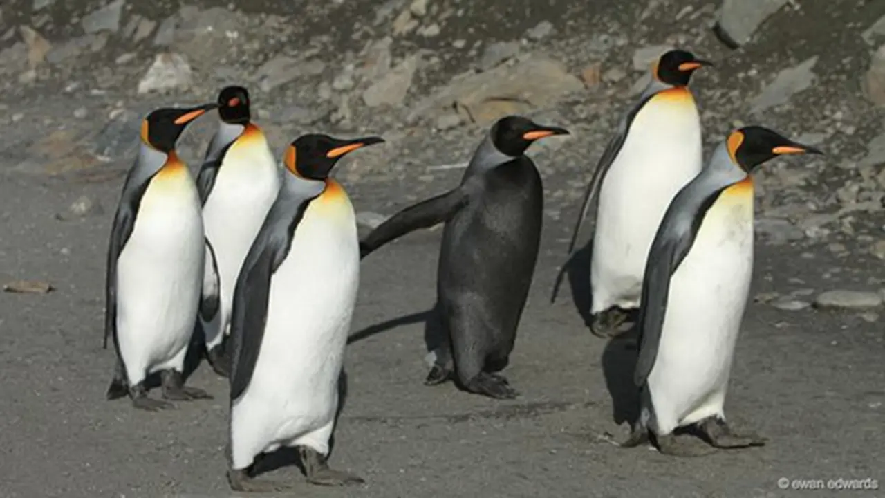 penguin