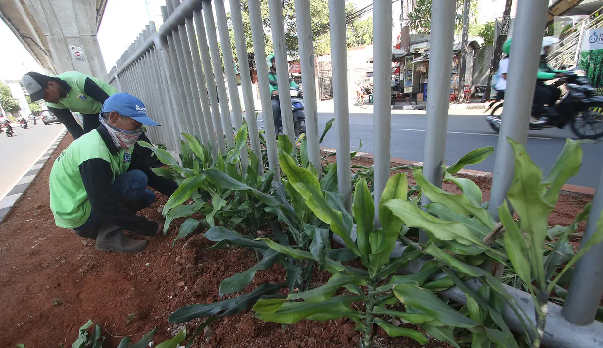 Pekerja menanam tanaman di sepanjang kolong pembatas jalan Koridor XIII, Jakarta, Senin (18/9). Penanaman bertujuan menata kembali pembatas jalan yang sempat rusak akibat pembangunan jalur Transjakarta Koridor XII. (Liputan6.com/Immanuel Antonius)