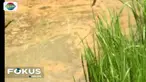 Area persawahan milik warga di sekitar lokasi kebocoran minyak kini tampak tercemar minyak, khususnya solar.