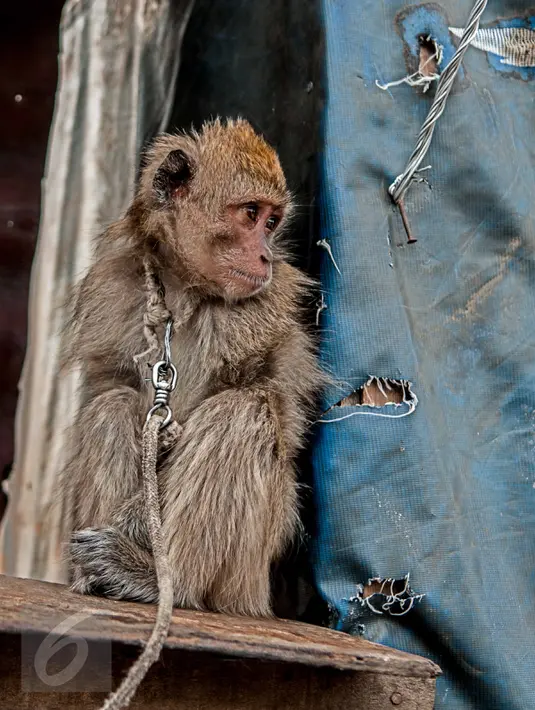 Seekor anak Monyet ekor panjang diikat lehernya di kawasan kampung akuarium, Jakarta, Senin (30/1). Monyet kra atau ekor panjang umumnya ditemukan di hutan-hutan pesisir, di dekat perkampungan dan perkebunan. (Liputan6.com/Gempur M. Surya)