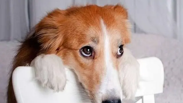 Ketahui 6 Fakta Tak Terduga dari Seekor Anjing