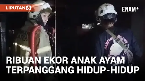 VIDEO: Kandang Terbakar, Ribuan Anak Ayam di Klaten Mati Terpanggang Hidup-hidup