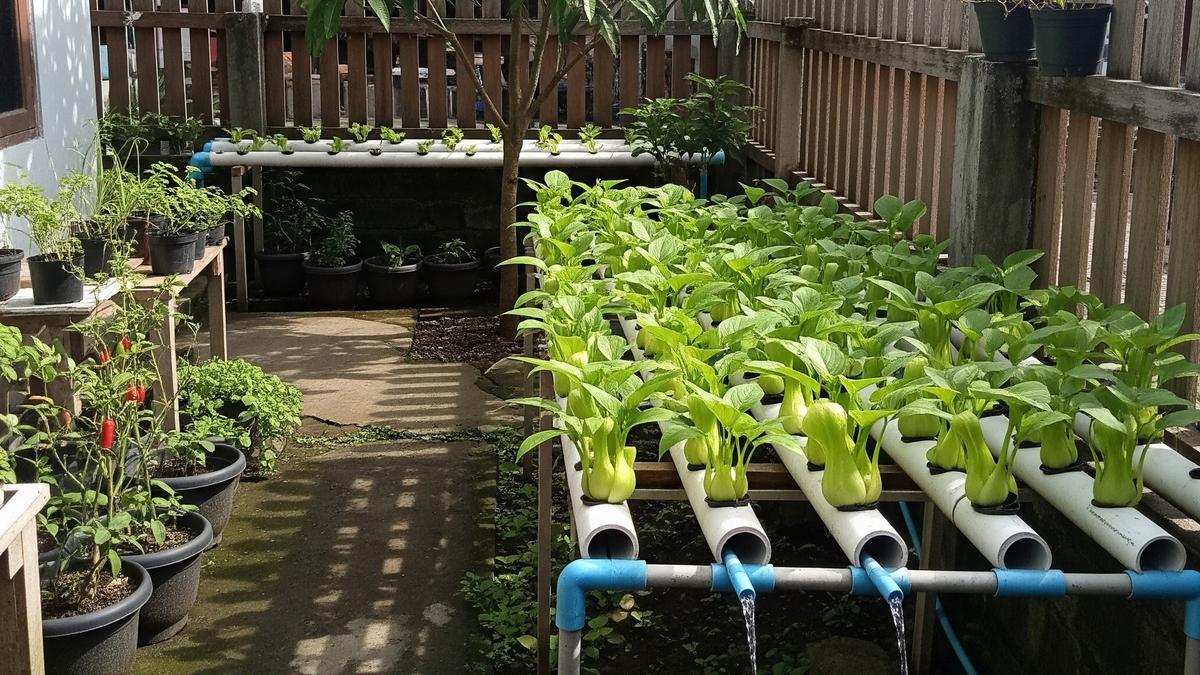 Cara Membuat Hidroponik Pakcoy Panen 40 Hari untuk Slow Living di Kampung, Panduan Mudah