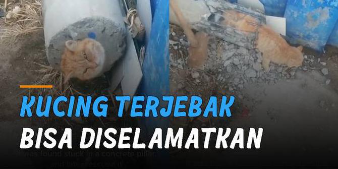 VIDEO: Terjebak di Tabung Beton, Beruntung Seekor Kucing Bisa Diselamatkan