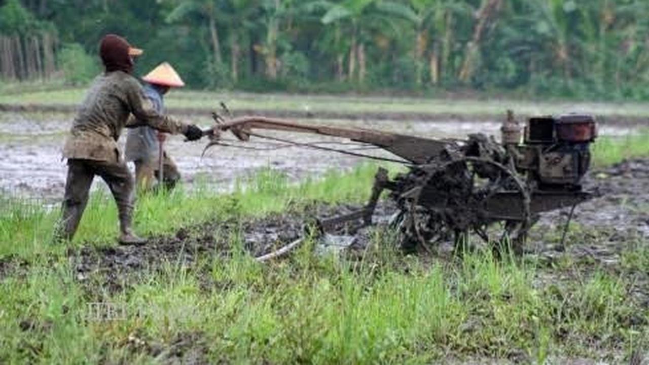 Ilustrasi petani membajak sawah dengan menggunakan traktor (Istimewa)
