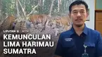 Di tengah karhutla yang terdampak bukan hanya manusia, tetapi juga hewan di dalam hutan. Di Taman Nasional Way Kambas, harimau sumatra kini kesulitan mendapatkan air. Kamera menangkap momen ketika lima ekor harimau sumatra tengah meminum air di penam...